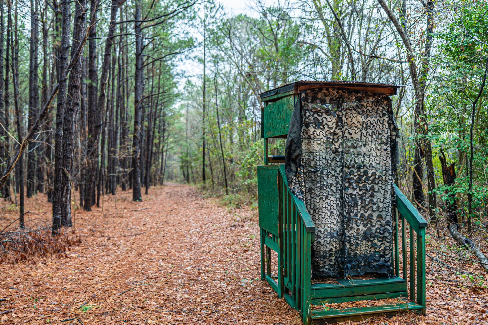 Hunting land with deer blind in South Carolina timberland