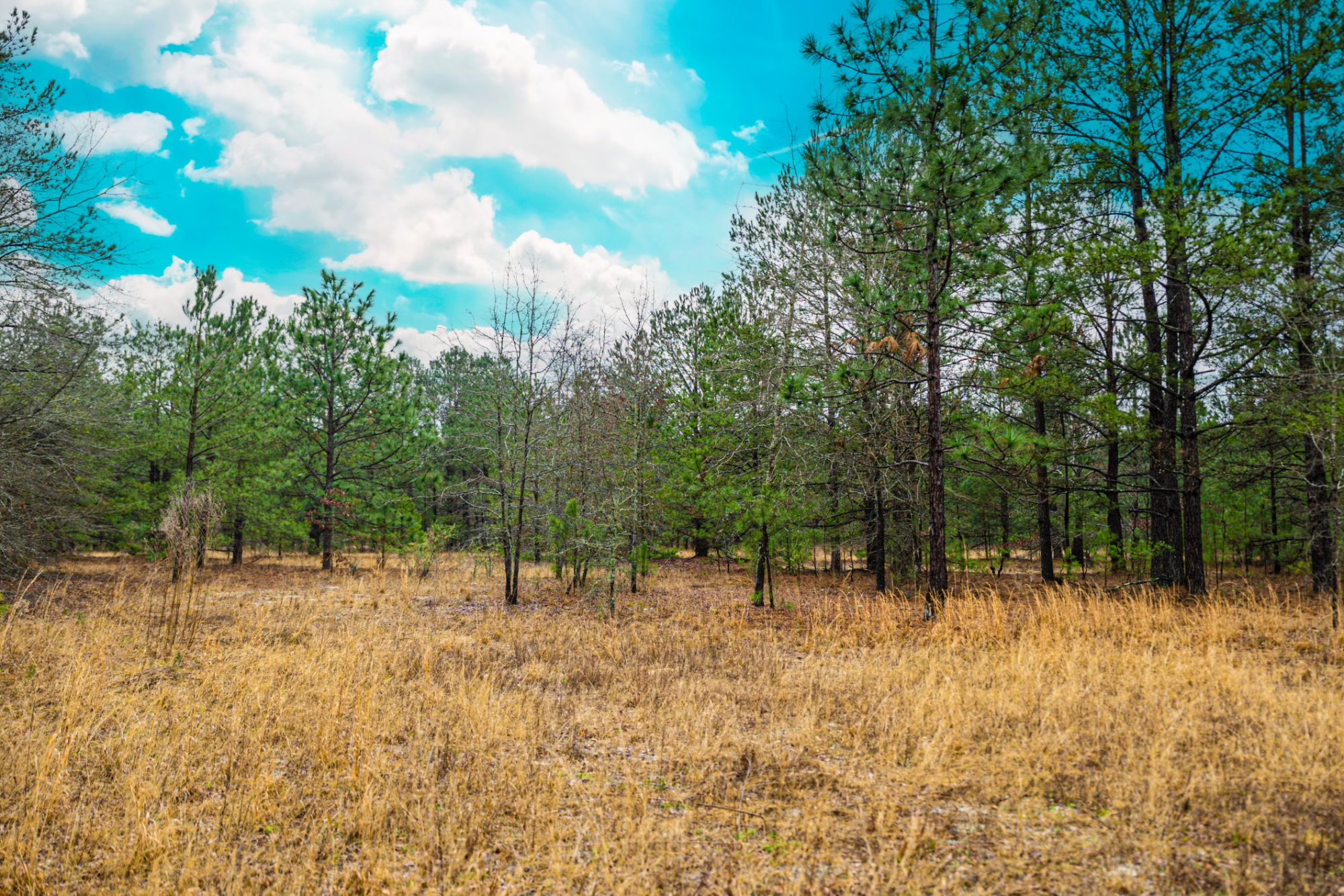 Pine and grassland on a vacant land parcel in Cameron, South Carolina