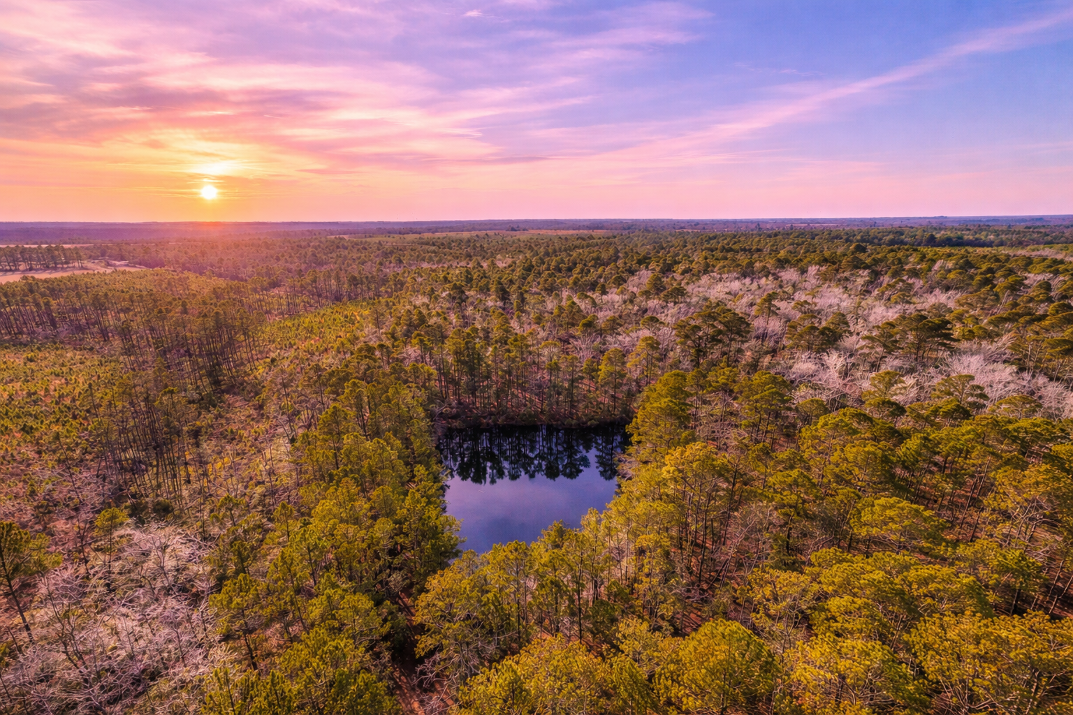 Aerial sunset view of timberland with pond in South Carolina